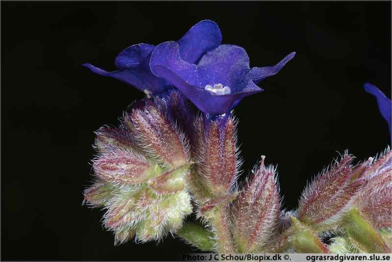 Knoppar i inrullad blomställning (strävhåriga), blommor trattlika med rak kronpip. 